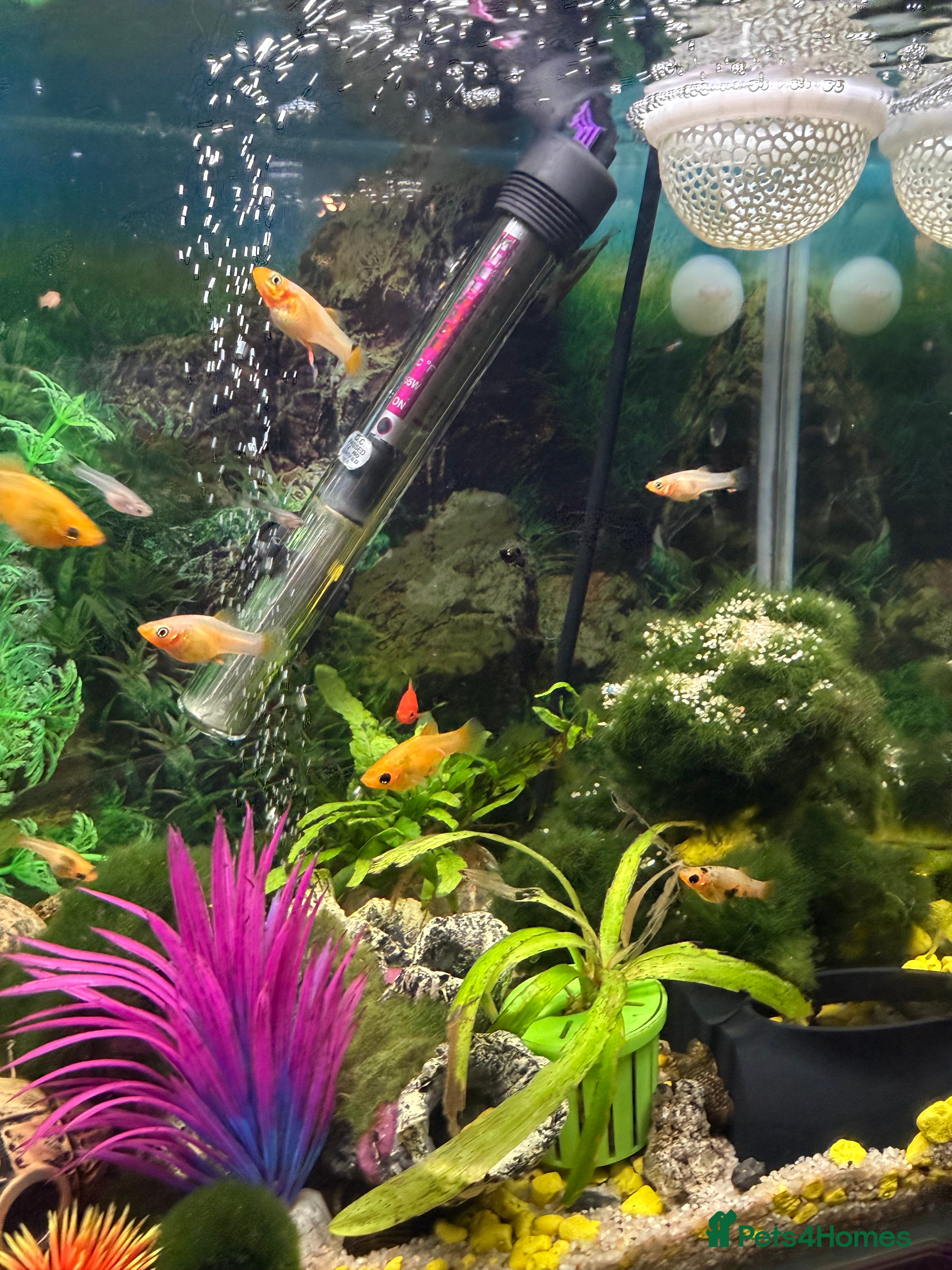 Other/Mixed Breed fish Tropical fish - mollies, platies and guppies - Advert 5