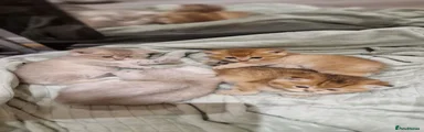 British Shorthair 1