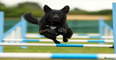 Mixed Breed dogs - Advert 6