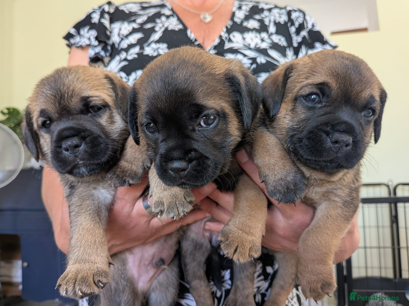 Mixed Breed dogs Border Terrier x Patterdale  - Advert 1