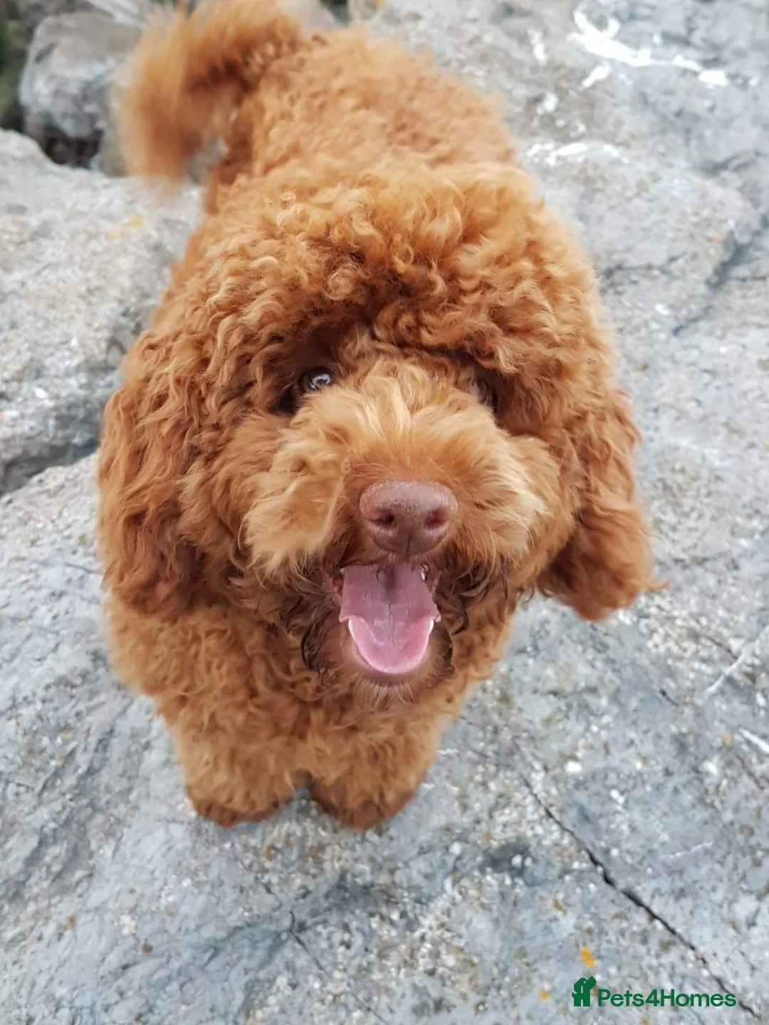 Toy Poodle dogs for stud: ☆Monty - KC Registered TOY POODLE ☆ in Lydney - Advert 8