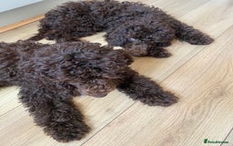 Miniature Poodle dogs for sale: 500ono Reduced 1 choc boy to find forever homes  in Malton - Image 36