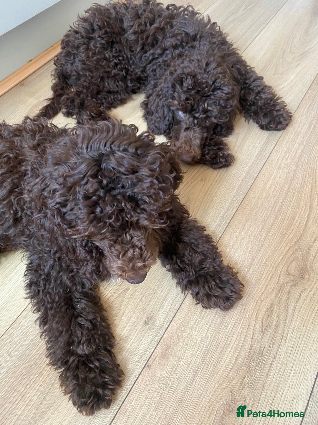 Miniature Poodle dogs for sale: 500ono Reduced 1 choc boy to find forever homes  in Malton - Image 36