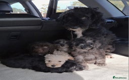 Sproodle dogs for sale: Gorgeous f1b sproodle pups, dna tests. - Image 4