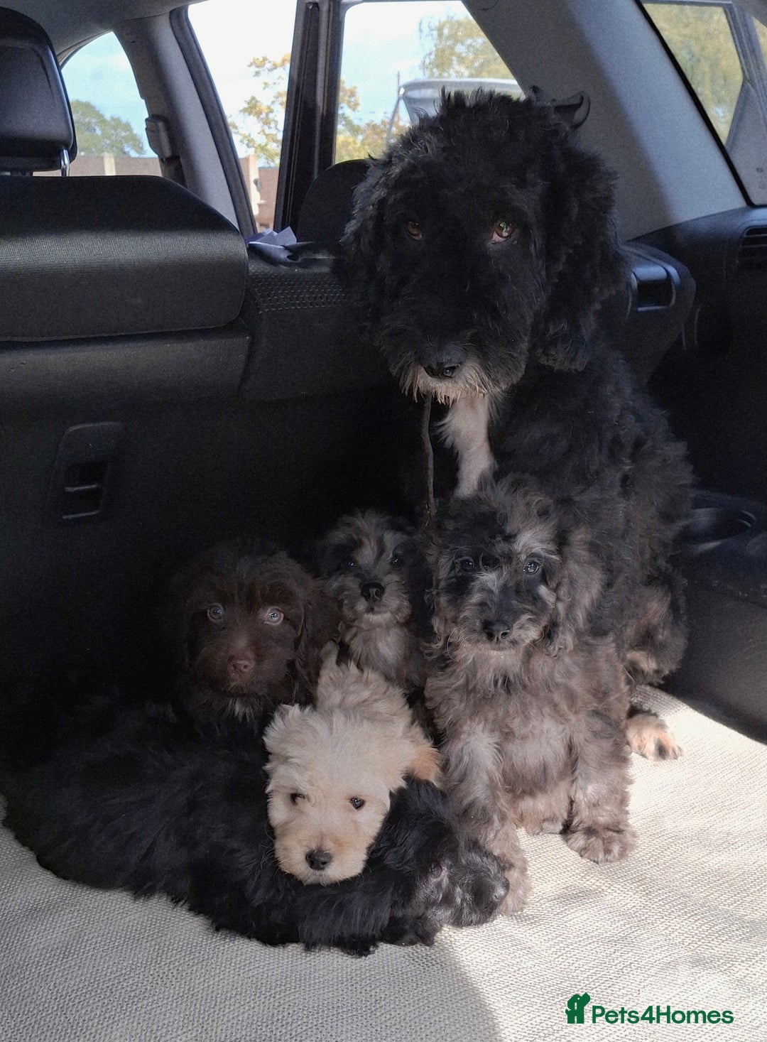 Sproodle dogs for sale: Gorgeous f1b sproodle pups, dna tests. - Image 4
