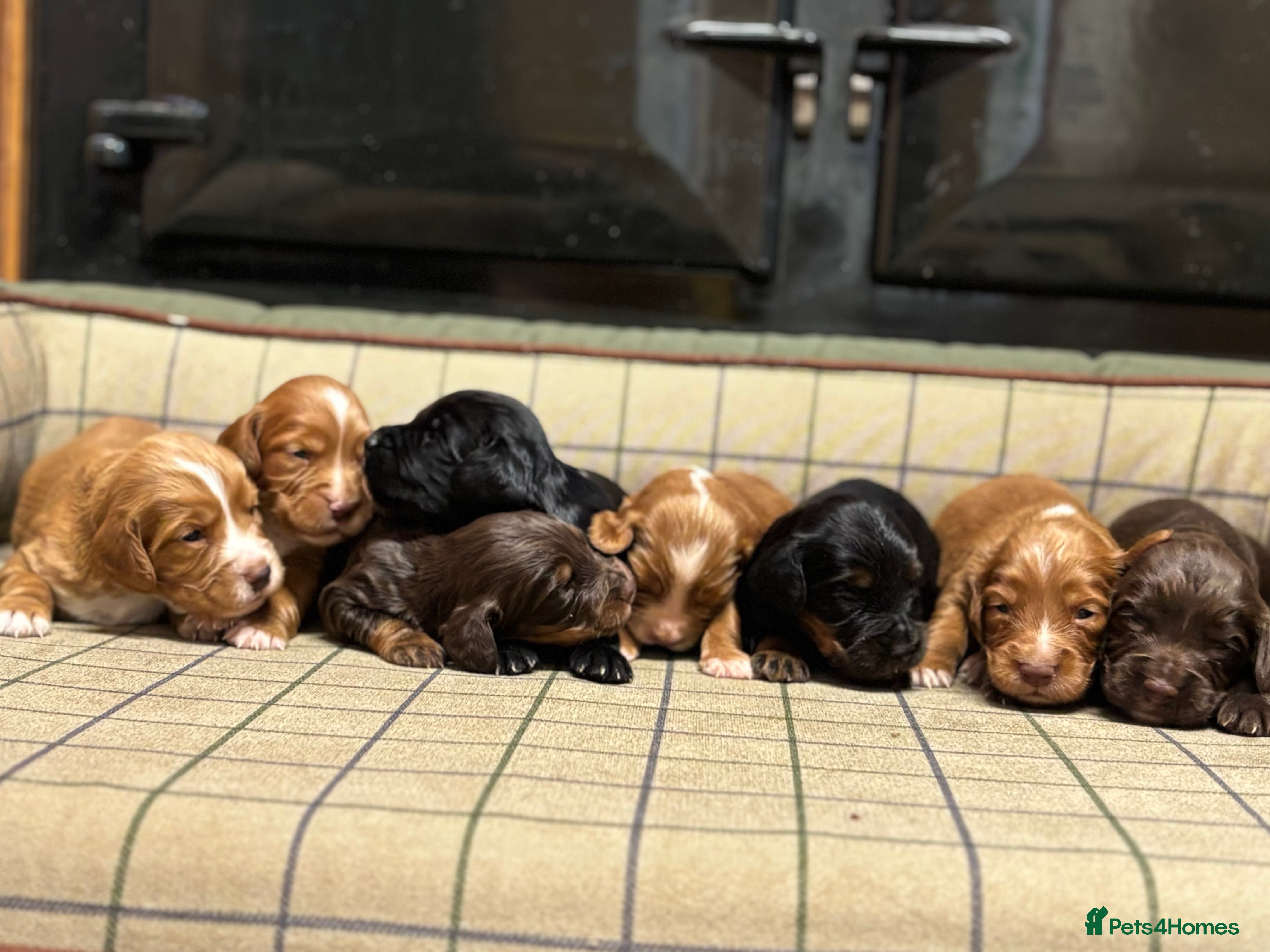 Cocker Spaniel dogs Gorgeous Cocker Spaniel Puppies  - Advert 18