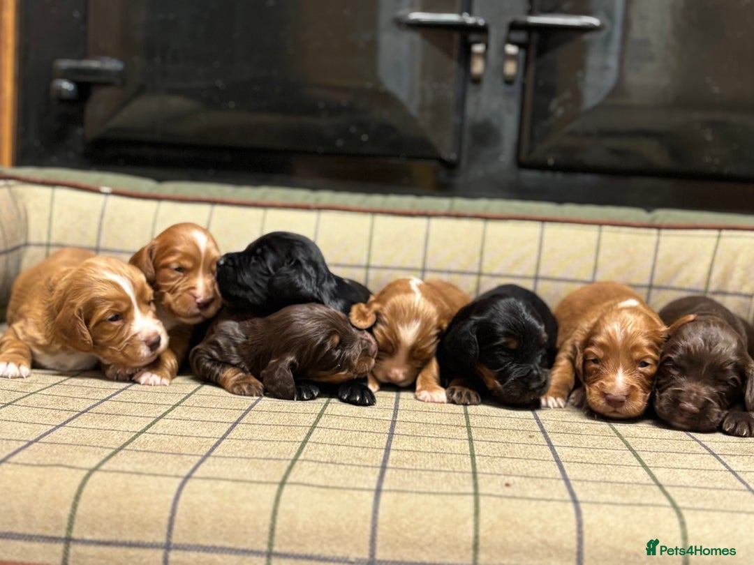 Cocker Spaniel dogs for sale: Gorgeous Cocker Spaniel Puppies  - Advert 1