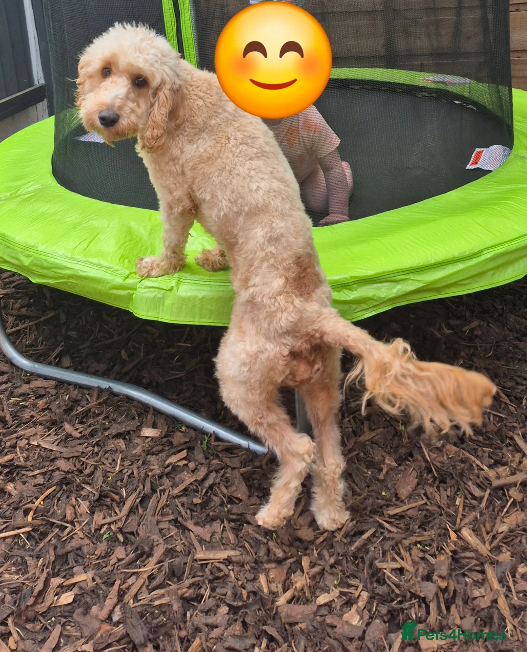 Cockapoo dogs for sale: Bella  - Advert 2