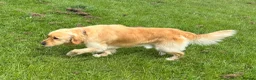 Golden Retriever dogs for sale: Buddy - Golden Retriever Seeking Forever Home in Ossett - Advert 2