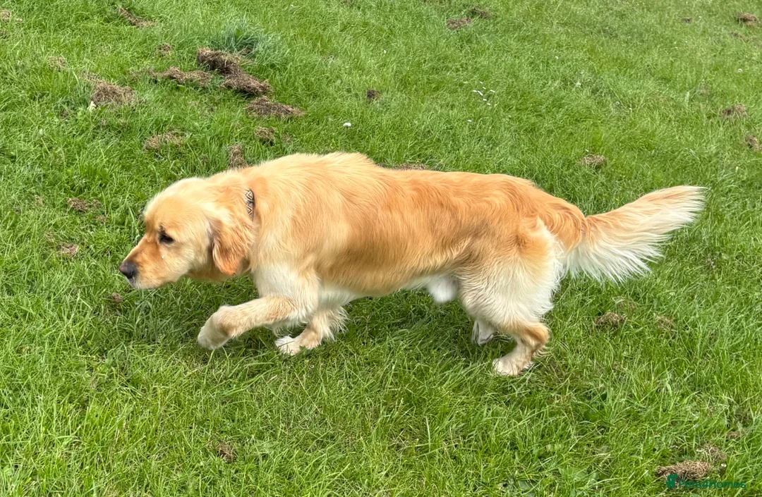 Golden Retriever dogs for sale: Buddy - Golden Retriever Seeking Forever Home in Ossett - Advert 2