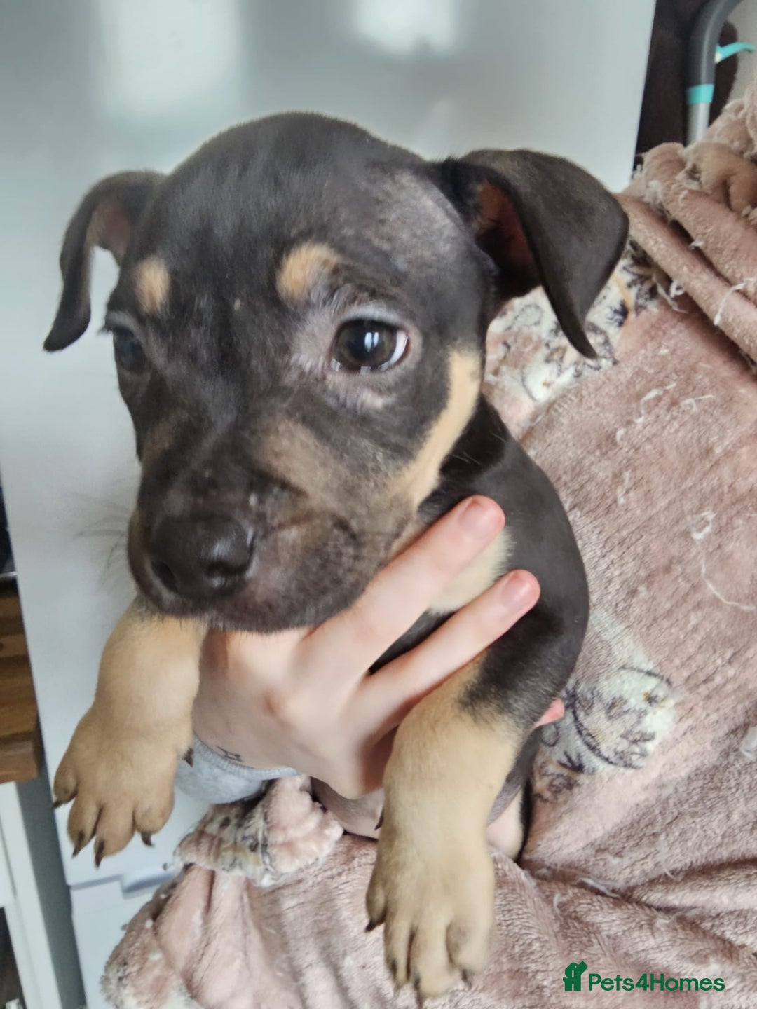 Mixed Breed dogs for sale: Bullmastiff cross pocket bully - Advert 17