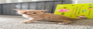 Mixed Breed Kitten 1