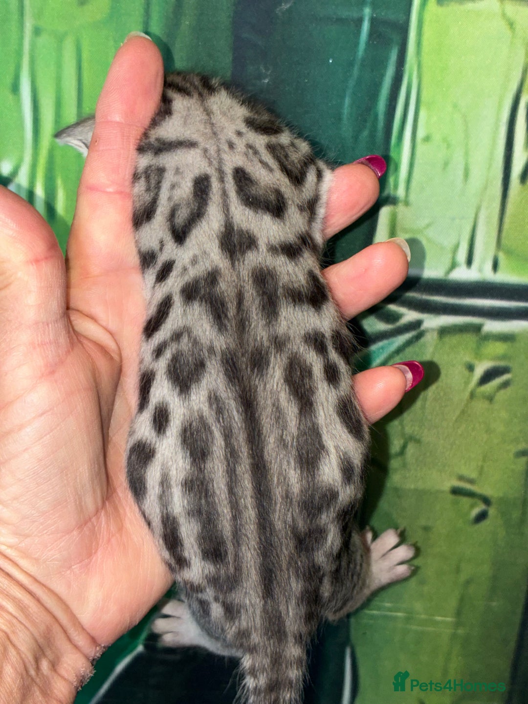 Bengal cats for sale: Beechwood Bengals  stunning SILVER kittens - Image 5