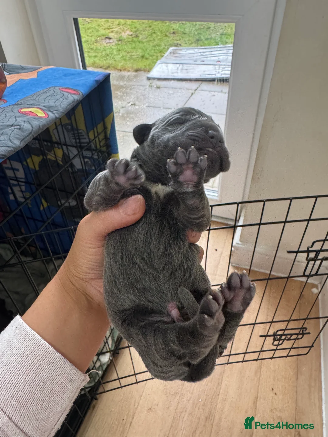 Cane Corso dogs for sale: Cane Corso Rare Blue/Grey Puppies  - Advert 8