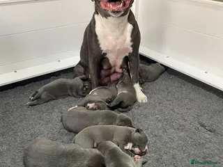 Staffordshire Bull Terrier dogs “Staffy Puppies for Sale - Advert 4