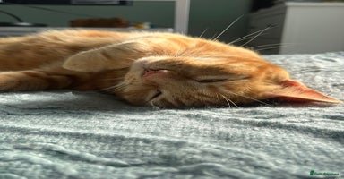 Mixed Breed cats - Advert 10