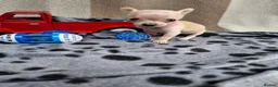 Chihuahua dogs for sale: Beautiful Tiny Chihuahua puppies  - Advert 8