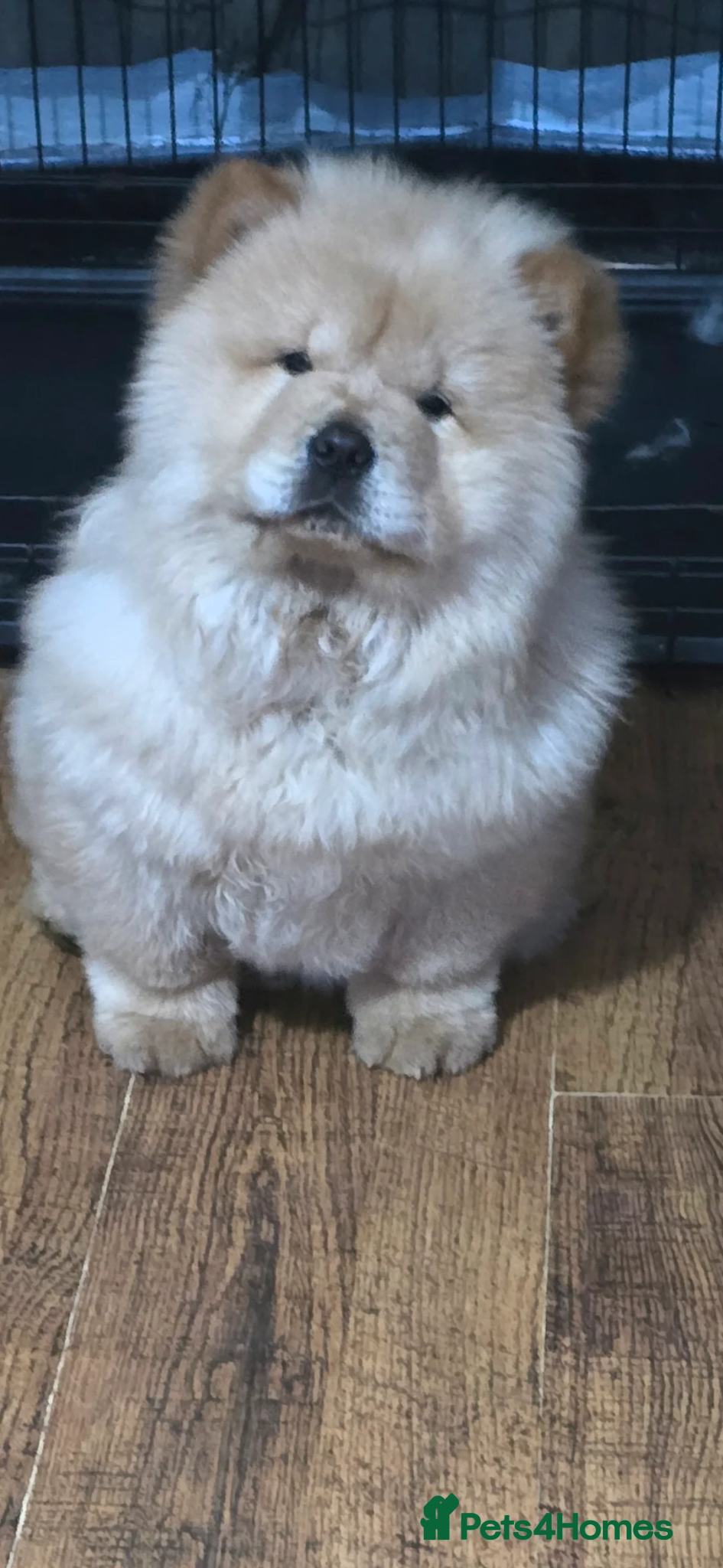 Chow Chow dogs chow chow papy cram - Advert 5