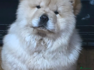 Chow Chow dogs chow chow papy cram - Advert 5