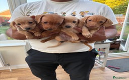 Miniature Dachshund dogs for sale: Ready now cream and red mini smooth Dachshund  - Image 10