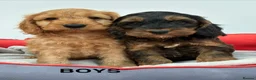 Cockapoo dogs for sale: F1 Cockapoo Puppies Available! - Advert 12