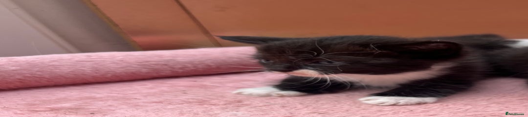 Mixed Breed Kitten 2