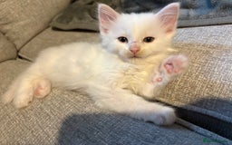 Mixed Breed cats for sale: 4 babies available 2 male 2 female  - Image 12