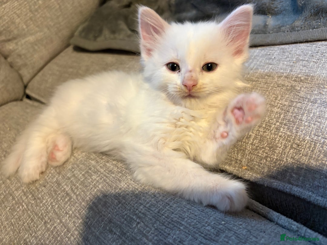 Mixed Breed cats for sale: 4 babies available 2 male 2 female  - Image 12