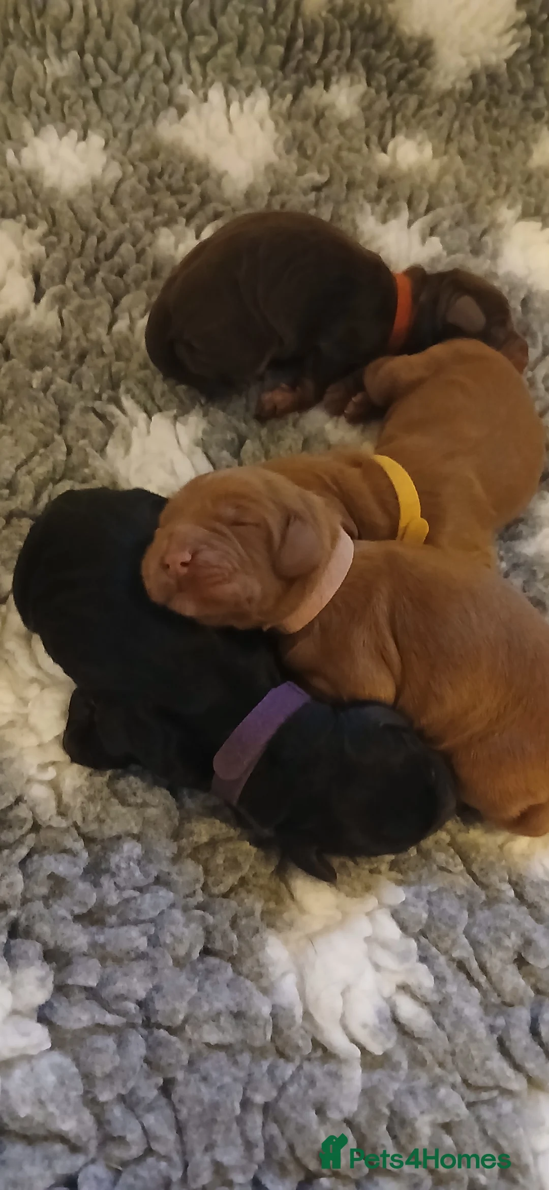 Cocker Spaniel dogs for sale: Kc Reg Health tested working Cocker spaniels  - Advert 7