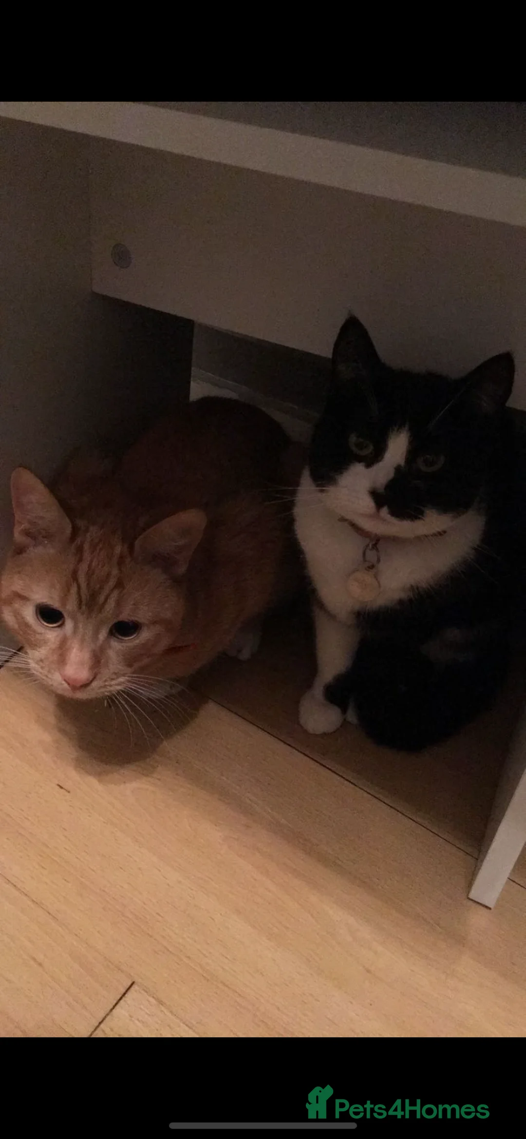 Mixed Breed cats for sale: Luna - please read description  - Advert 5