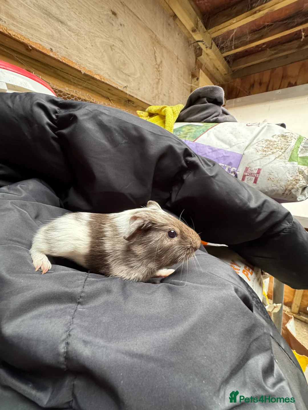 Guinea Pig rodents for sale: 6 beautiful friendly guinea pigs - Advert 6