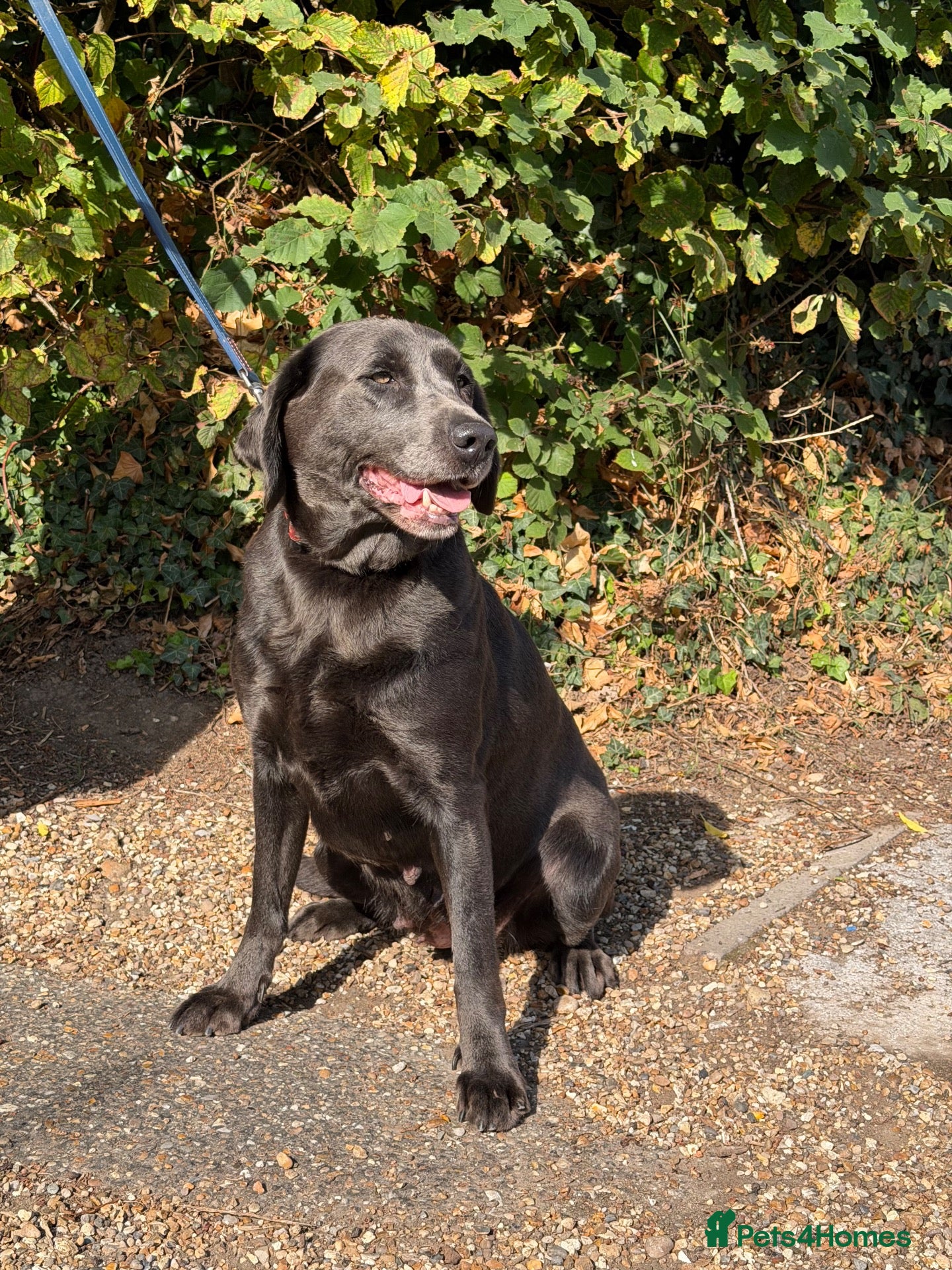 Labrador Retriever dogs Charcoal Labrador  - Advert 10
