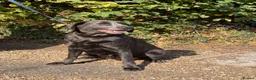 Labrador Retriever dogs for sale: Charcoal Labrador  - Advert 1