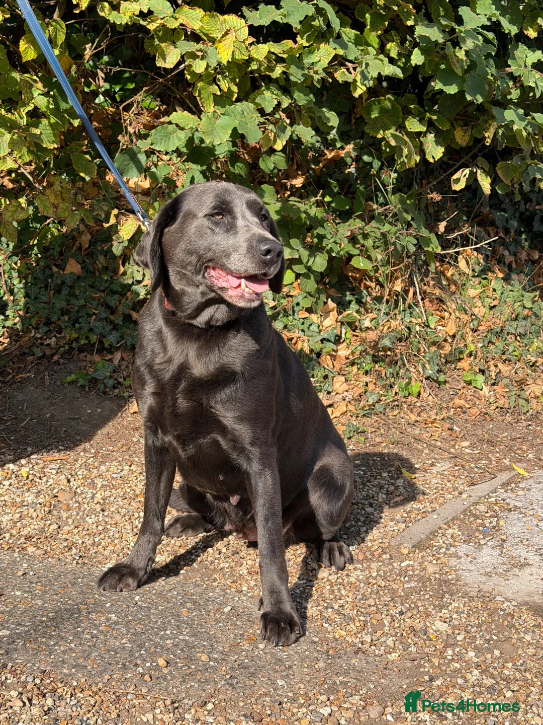 Labrador Retriever dogs for sale: Charcoal Labrador  - Advert 1