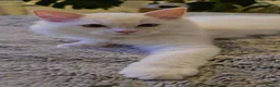 Ragdoll cats for sale: Flame Point Ragdoll Boy Last Available  - Advert 17