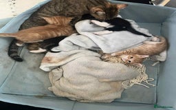 British Shorthair cats for sale: kittens for sale  - Image 3