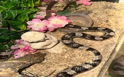 Corn Snake reptiles for sale: Adult Male Corn Snake + Full Setup for Sale - Image 4