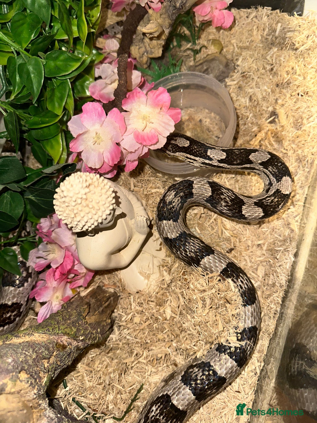 Corn Snake reptiles for sale: Adult Male Corn Snake + Full Setup for Sale - Image 4