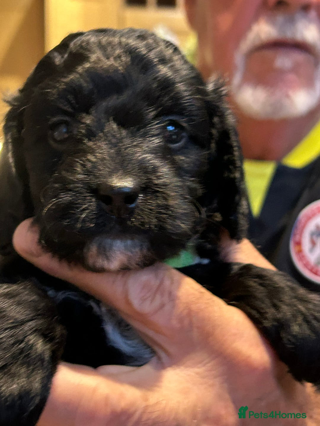 Cockapoo dogs for sale: F2 Cockapoo Puppies - Image 25