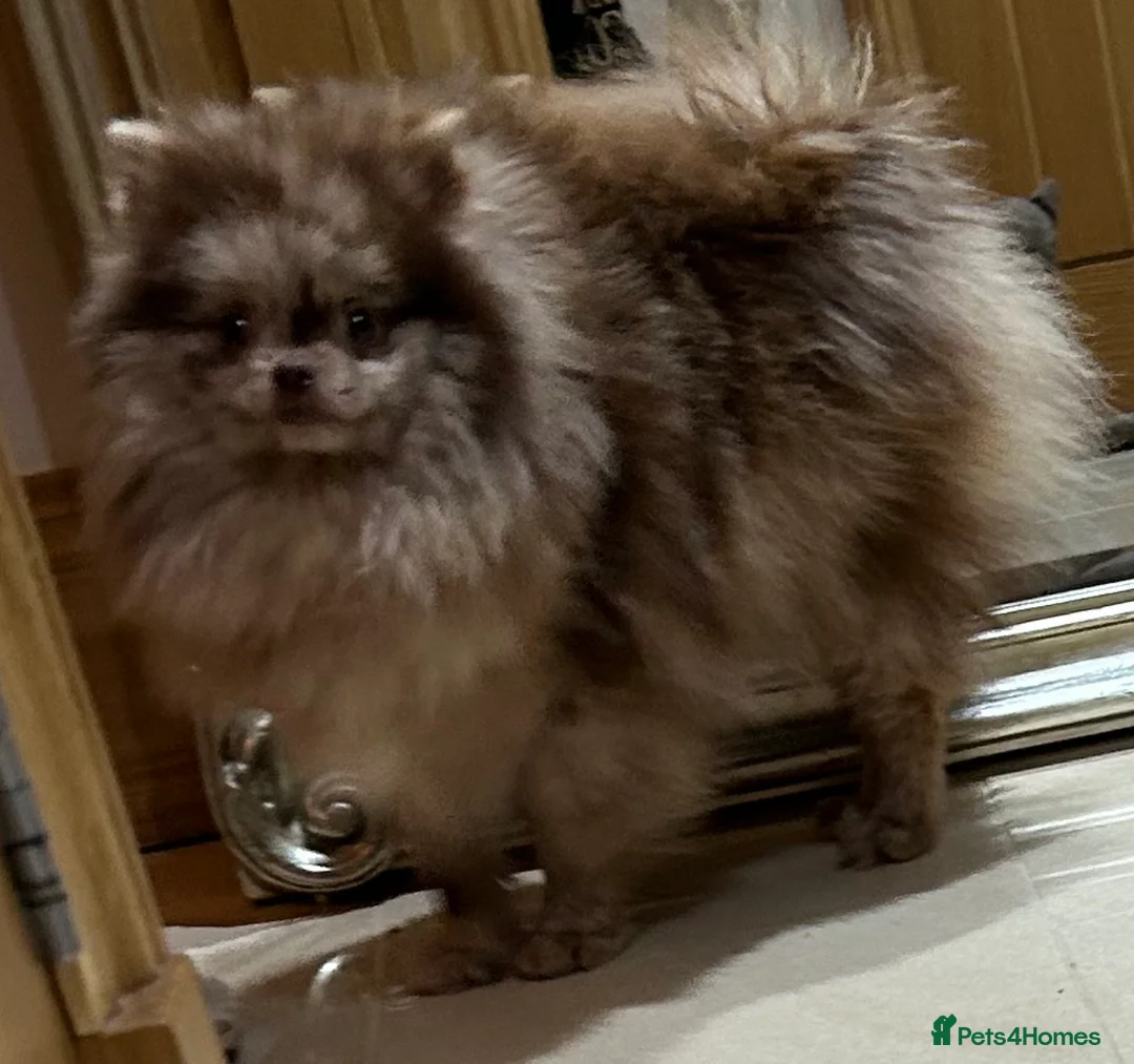 Pomeranian dogs for stud: Biggest Quality Pom StudTeam In uk  in Pontefract - Advert 15