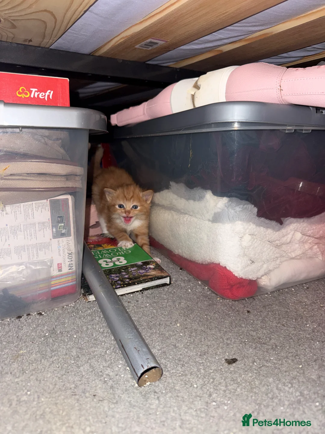 Mixed Breed cats for sale: Cute kittens - Advert 6