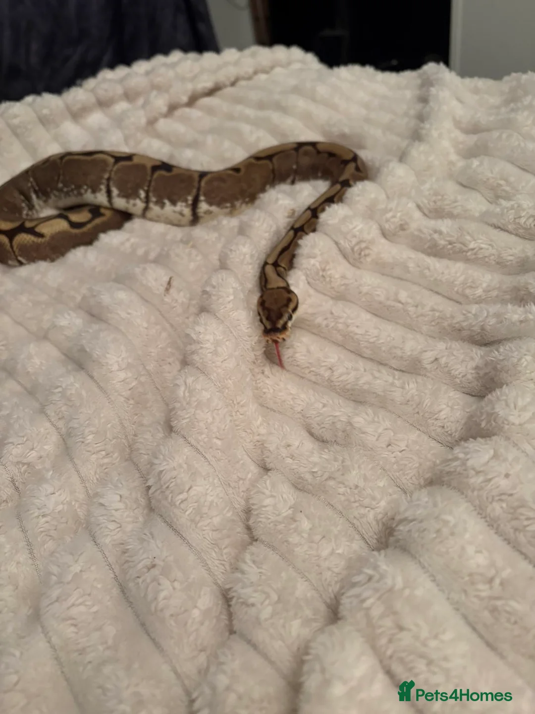 Python Snake reptiles for sale: 2 year old royal python with setup  in Bedworth - Advert 2