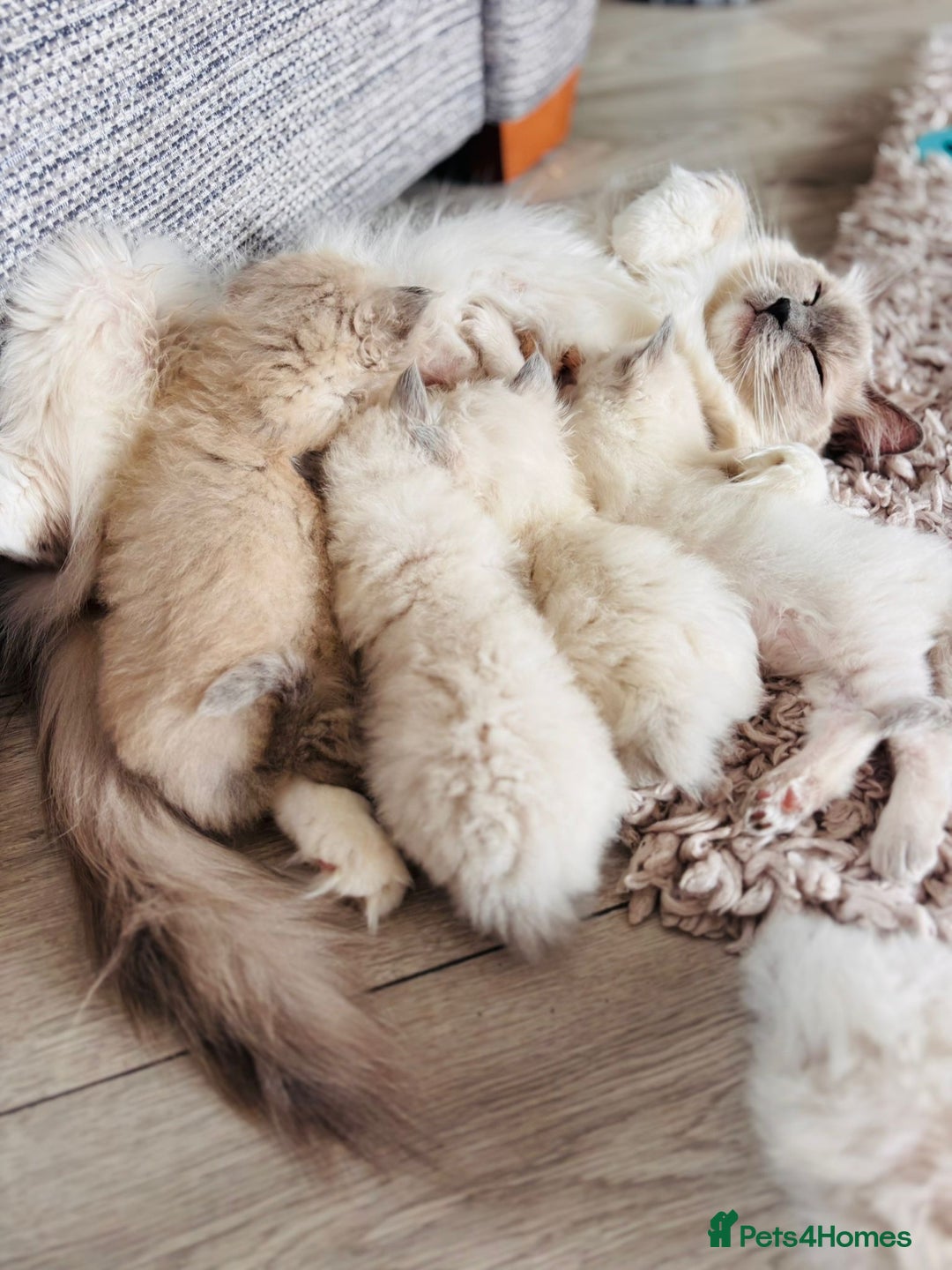 Ragdoll cats for sale: Ragdoll’s for sale!  - Image 6