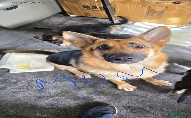 German Shepherd dogs - Advert 1