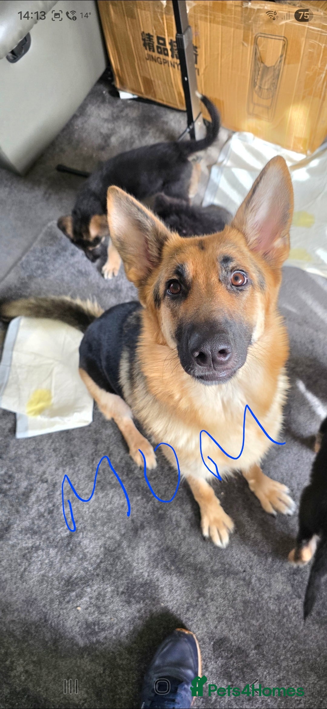German Shepherd dogs for sale: German shepherd pups - Image 1
