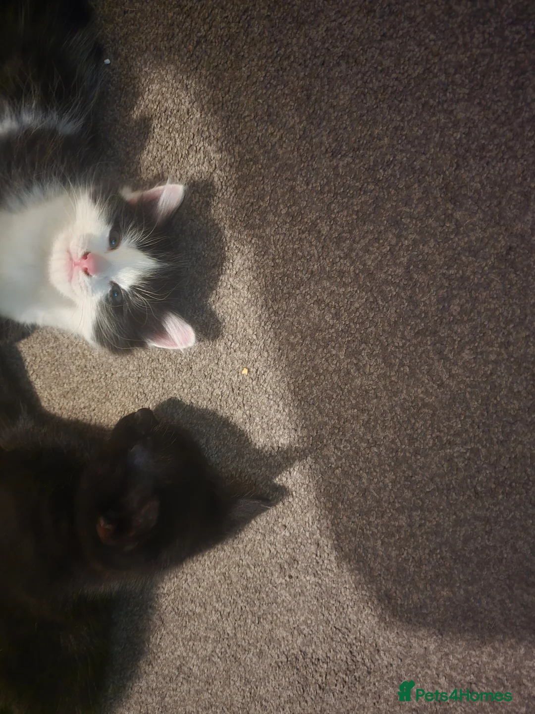Mixed Breed cats for sale: X2 male kittens - Advert 4
