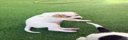 Pointer dogs for sale: Gorgeous English Pointer Puppies - Advert 4