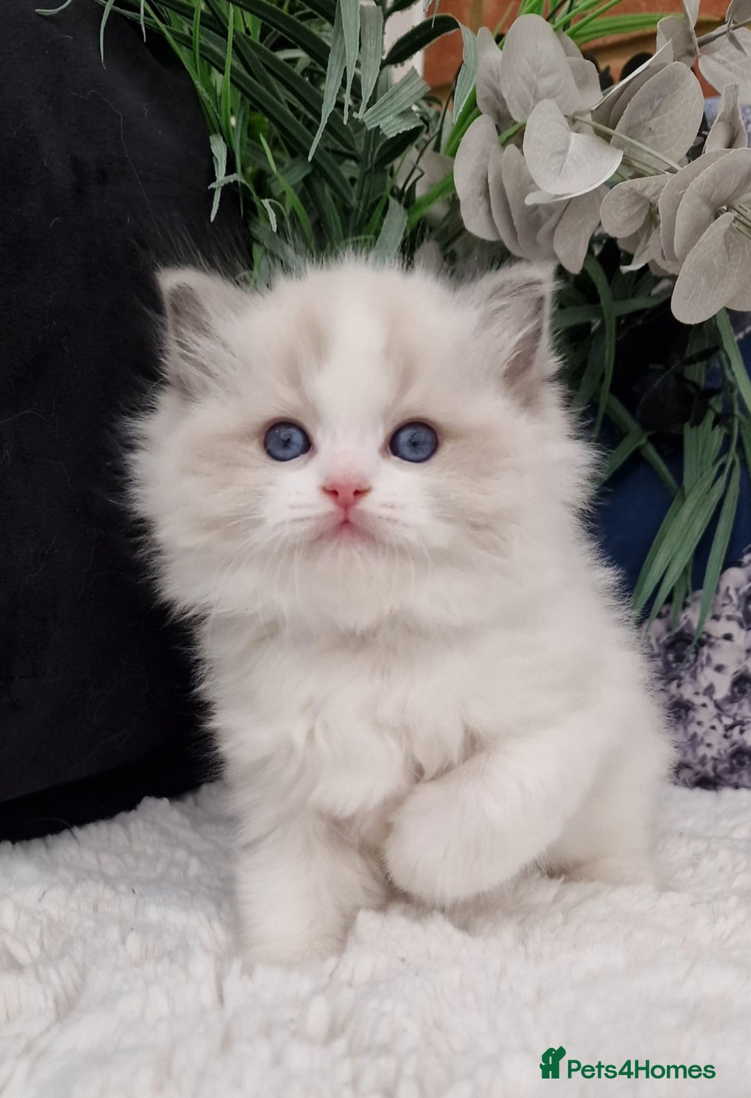 Ragdoll cats for sale: 🩷✨️NEW WAITING LIST Exclusive cute Kittens✨️🩷🏆 - Advert 2