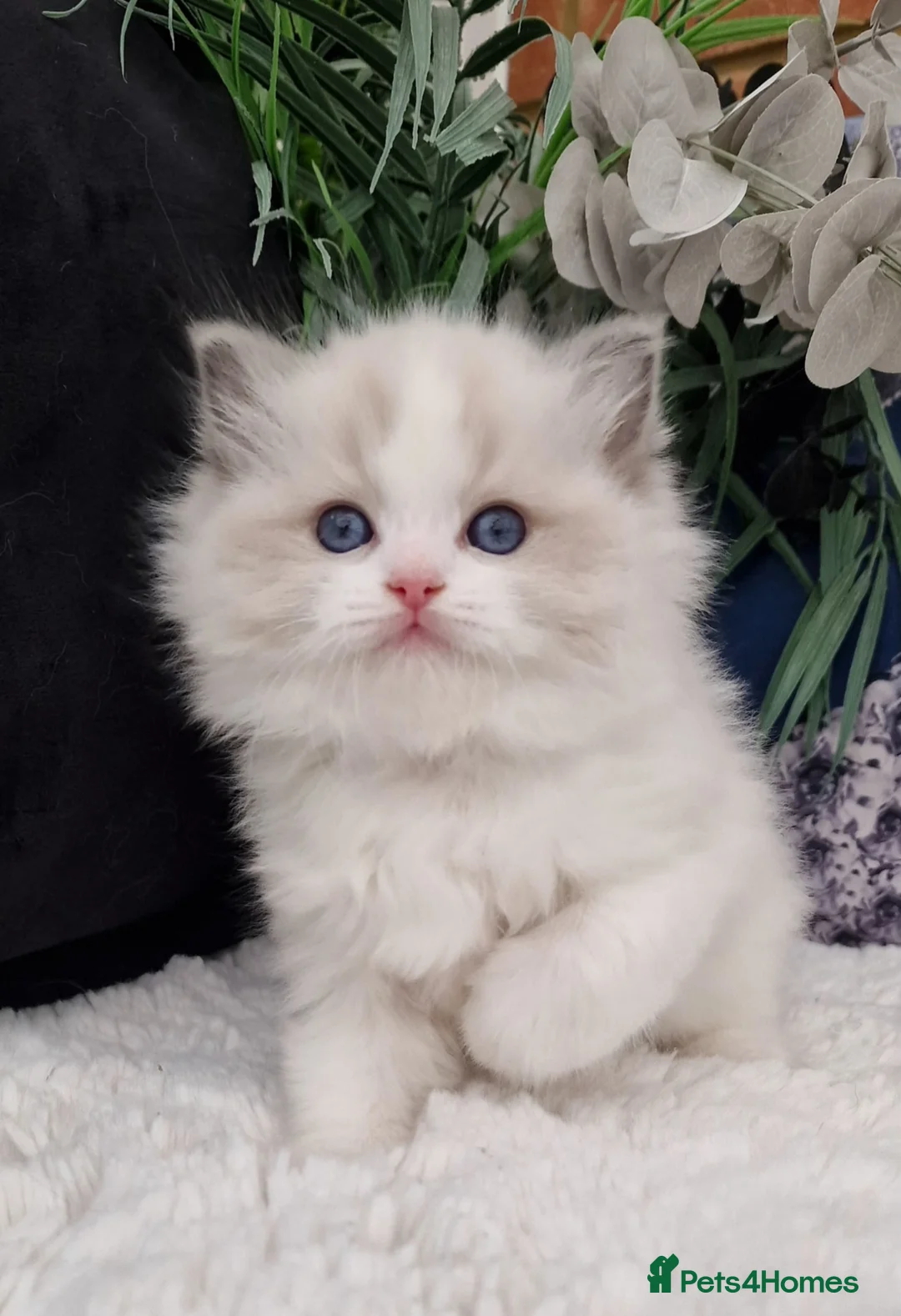 Ragdoll cats for sale: 🎀✨️Exclusive top quality kittens🎀 from🏆lines✨️ - Advert 5
