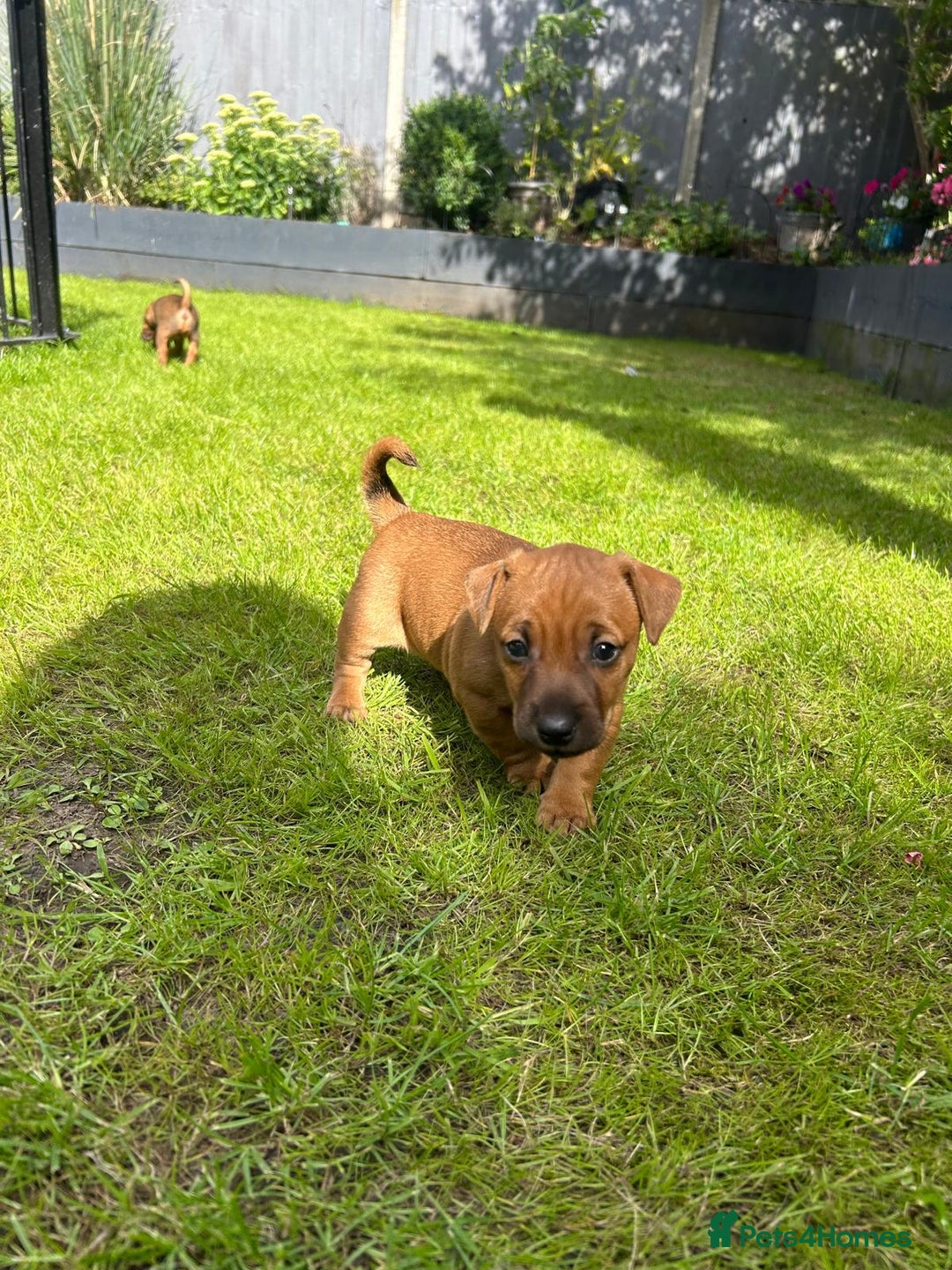 Mixed Breed dogs for sale: Border terrier x patterdale puppies  - Image 6